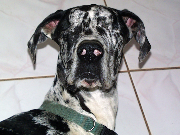 Miracle our blind Dane